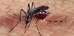 Foto do mosquito transmissor da dengue