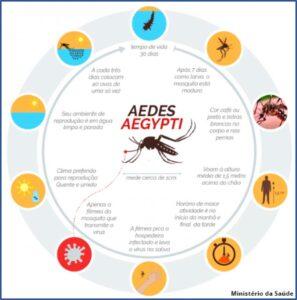 Ciclo de vida do Aedes aegypti: do ovo ao adulto – quanto tempo temos para agir?